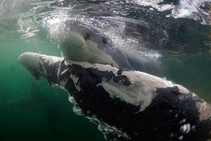 White shark scavenging the rear body and tail of a Bryde's whale. Courtesy C. Fallows, et al.