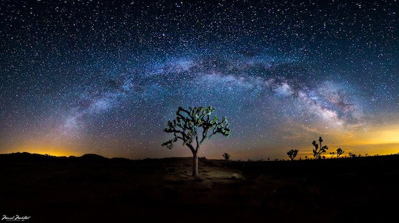 Milky Way galaxy arching over a Joshua tree's thick spiky branches.