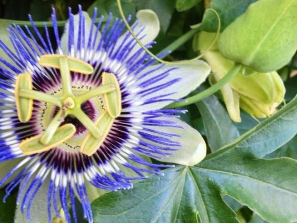 Passion Flower Augusta GA taken by Tonia Coleman-Klein 5/12/13.