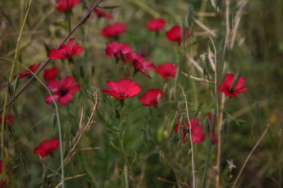 Photo credit: EarthSky Facebook friend Rajshree Raghyee. She wrote, 'Red...Red “How sweet I roam'd from field to field/And tasted all the summer's pride ...”'