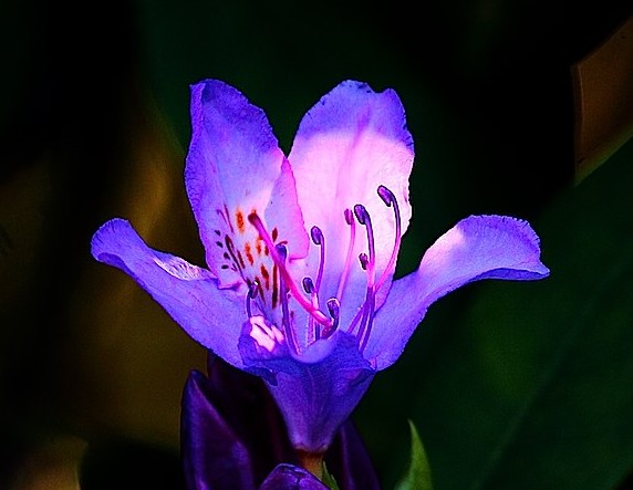 'Springtime sun shines on a rhododendron flower.' Photo credit: Mitchell Spector