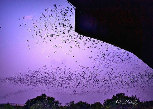 bat-colony-Austin-TX-Pamela