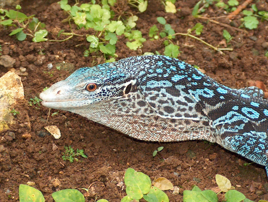The exploitation of Asian Giant Lizards | Earth | EarthSky