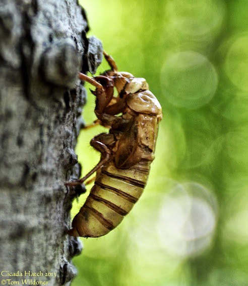Large cicada hatch in Carbon County Pennsylvania on June 9, 2013 posted at Earthsky Photo on Google+ yesterday by Tom Wildoner. 
