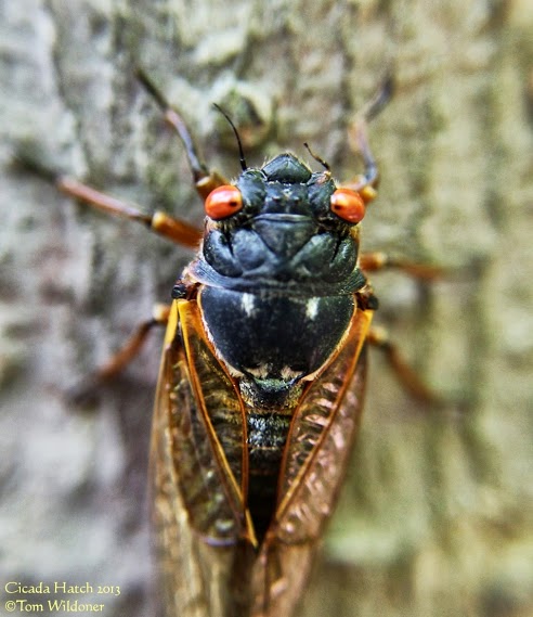 Large cicada hatch in Carbon County Pennsylvania on June 9, 2013 posted at Earthsky Photo on Google+ yesterday by Tom Wildoner.