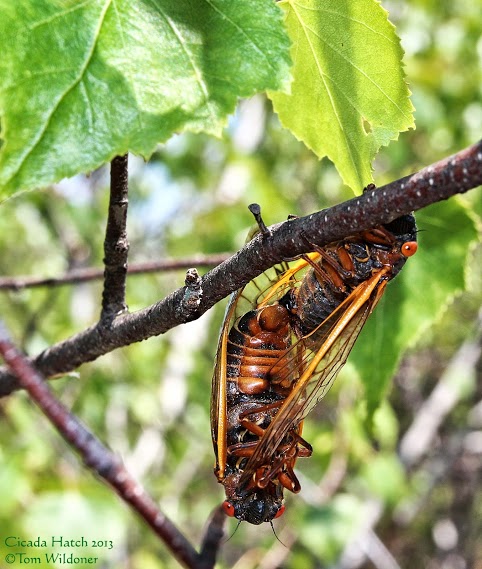 Large cicada hatch in Carbon County Pennsylvania on June 9, 2013 posted at Earthsky Photo on Google+ yesterday by Tom Wildoner.