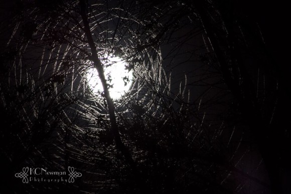 The supermoon last night - it made the coolest design with the leaves of the Jerusalem thorn tree. Photo credit: Kathy Carson Newman