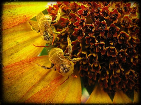 Closeup of 2 yellow bees on center of sunflower showing disc flowers.