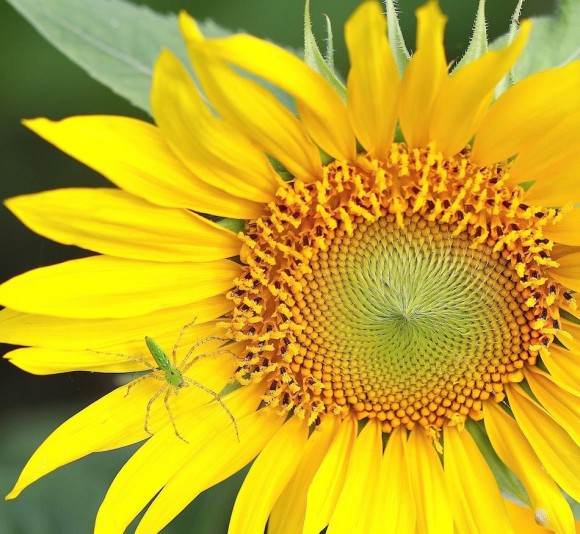 Green bug on sunflower with striking double-spiral center.