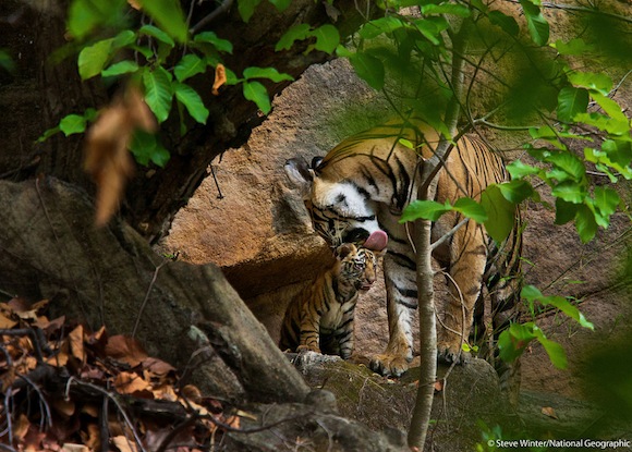 mother-cub-tiger