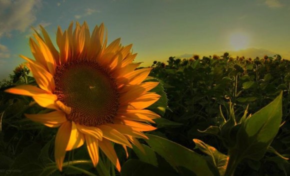 Orangish sunflower in bright sun and more sunflowers in the background.