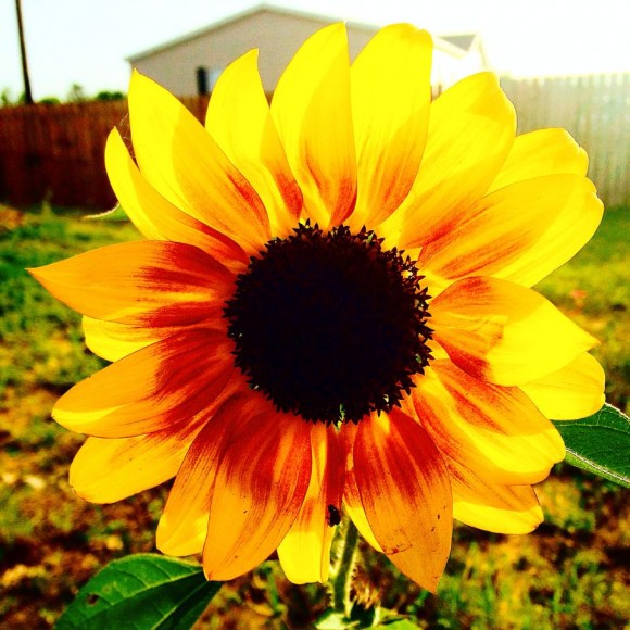 Sunflower with black center and petals marked with red next to center.