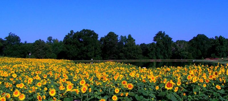 Field of red-centered sunflowers under a bright blue sky.