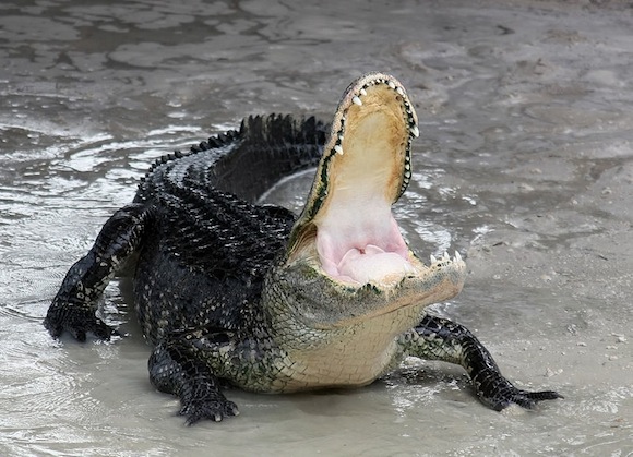 American-alligator