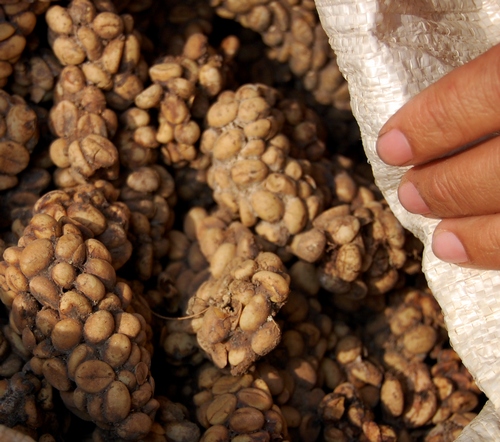 Palm civet feces containing kopi luwak coffee beans, in Lampung, Indonesia. Image credit: Wibowo Djatmiko via Wikimedia Commons.