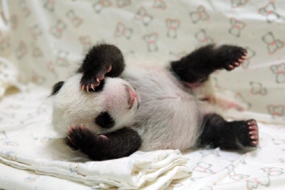 Photo taken on Aug. 8, 2013 shows a giant panda cub nicknamed 