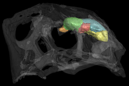 The transparent skull and opaque brain cast of Citipati osmolskae, an oviraptor dinosaur, is shown in this CT scan. The endocast is partitioned into the following neuroanatomical regions: brain stem (yellow), cerebellum (blue), optic lobes (red), cerebrum (green), and olfactory bulbs (orange). © AMNH/A. Balanoff