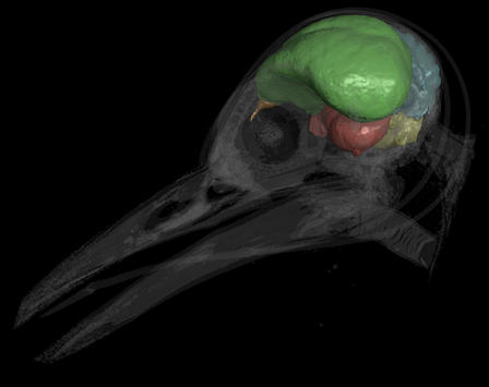 This CT scan shows a modern woodpecker (Melanerpes aurifrons) with its brain cast rendered opaque and the skull transparent. The endocast is partitioned into the following neuroanatomical regions: brain stem (yellow), cerebellum (blue), optic lobes (red), cerebrum (green), and olfactory bulbs (orange). ©AMNH/A. Balanoff