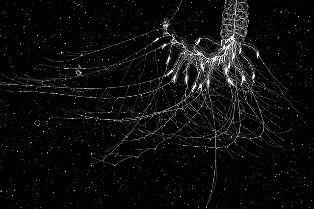 Photograph of a physonect siphonophore, Forskalia sp., off the coast of southern California. The image was obtained by ISIIS in October 2010. Image credit: Bob Cowen / University of Miami & Oregon State University.