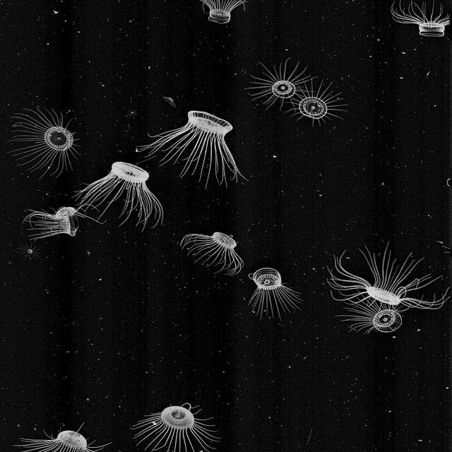 The hydromedusa, Solmaris rhodoloma, in waters off the coast of southern California. This image was taken using the In Situ Ichthyoplankton Imaging System (ISIIS) in October 2010. Each medusa is about 2 cm long. Image credit: Bob Cowen / University of Miami & Oregon State University.