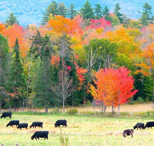 Red tree and Black Angus in Sugar Hill, NH on September 23, 2013 by Mickey de Rham.  Thank you, Mickey!
