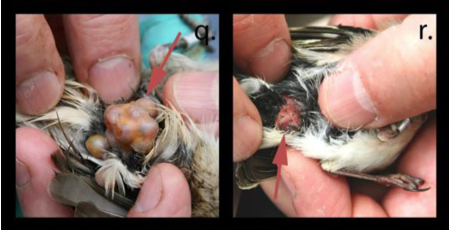 Two examples of tumors on birds in the Chernobyl Exclusion Zone. Image credit: A.P. Møller, et al.