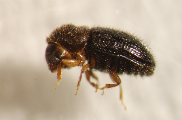The coffee berry borer beetle is the most serious pest in coffee plantations across the world. In Costa Rica, they're also a source of food for native birds. Image credit: Daniel Karp, et al.