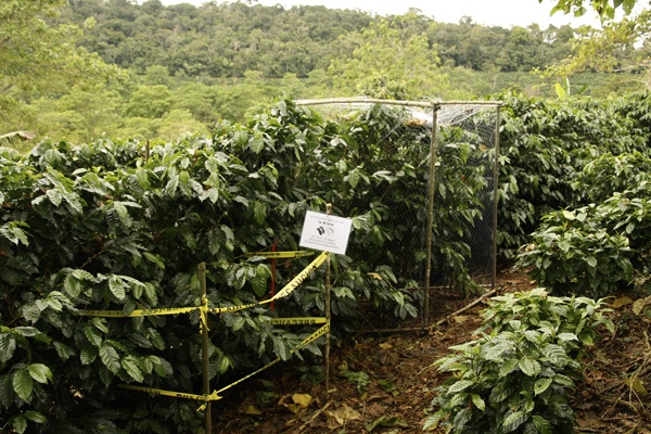 To quantify the benefit birds brought to coffee plantations, Karp and his colleagues calculated the difference in yield between infested plants housed in bird-proof cages and infested plants open to beetle-eating birds. Image credit: Daniel Karp, et al.