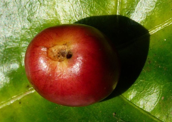 A hole drilled by the coffee berry borer beetle. Image credit: L. Shyamal, via Wikimedia Commons.