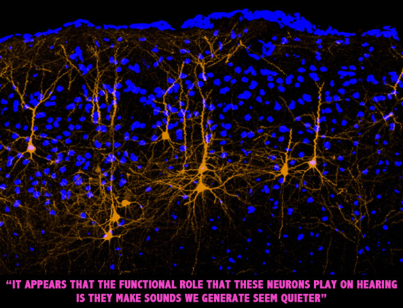 A mouse brain’s motor cortex shows a subset of neurons, labeled in orange, that have long axons extending to the auditory cortex. These neurons convey movement-related signals that can alter hearing. Blue dots in the background show brain cells that do not send axons to the auditory cortex. (Image credit: Richard Mooney Lab/Duke)
