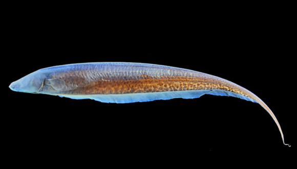 New electric fish found in murky waters on EarthSky, Earth