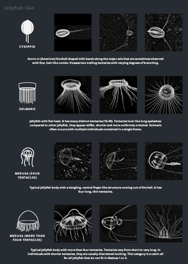 An excerpt of a zooplankton identification guide from the Plankton Portal website. Image credit: Plankton Portal, Zooniverse.org