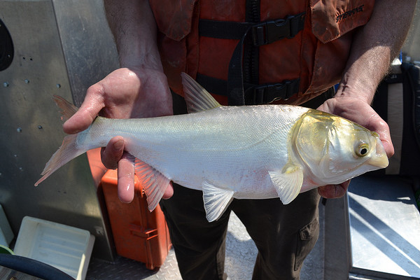 Silver carp. Image credit: U. S. Fish and Wildlife Service - Midwest Region.