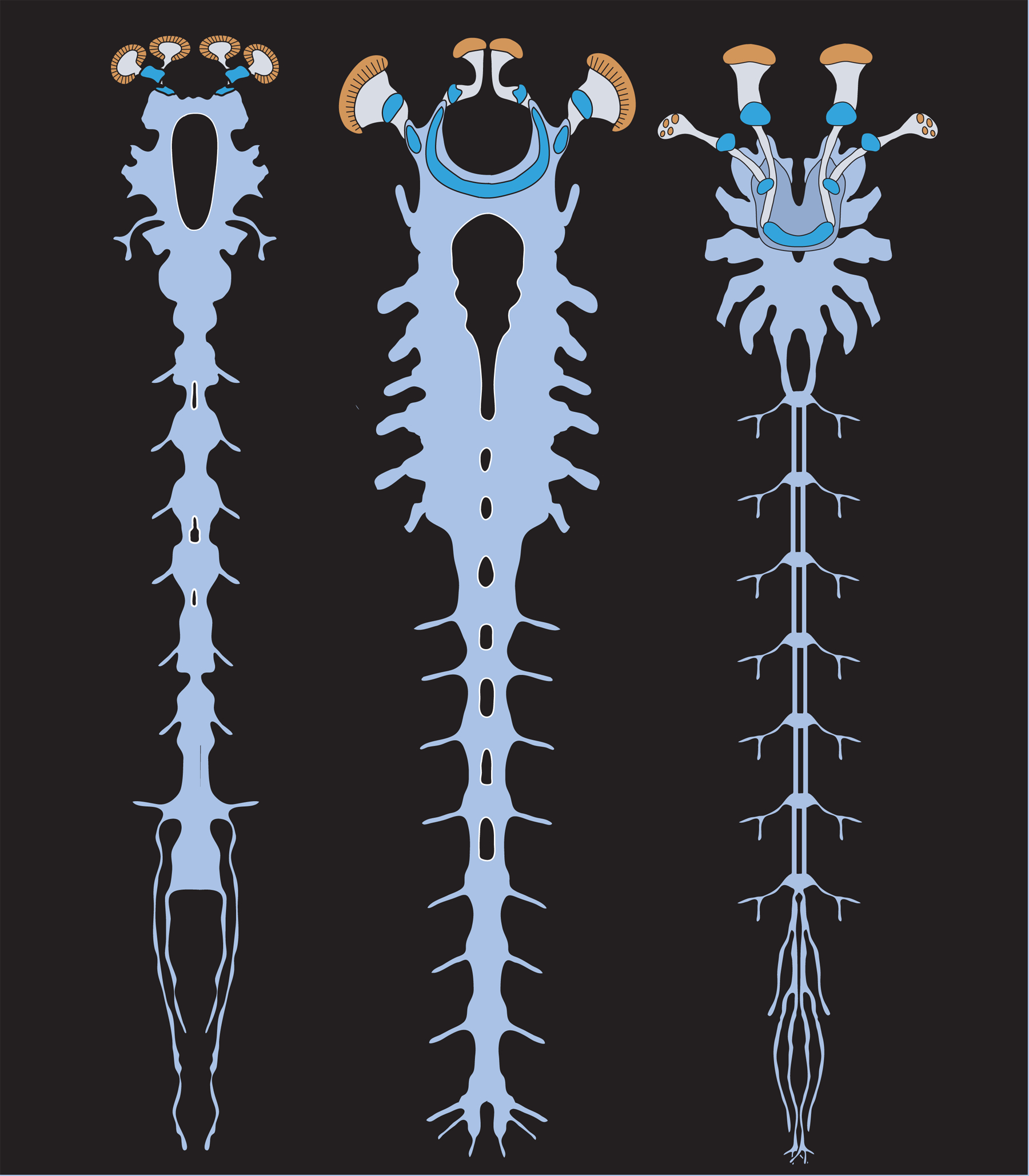 Illustration of the nervous systems of the new Alalcomenaeus fossil (left), a larval horseshoe crab (middle) and a scorpion (right). Diagnostic features revealing the evolutionary relationships among these animals include the forward position of the gut opening in the brain and the arrangement of optic centers outside and inside the brain supplied by two pairs of eyes. Image credit: N. Strausfeld et al./Univ. of Arizona. 
