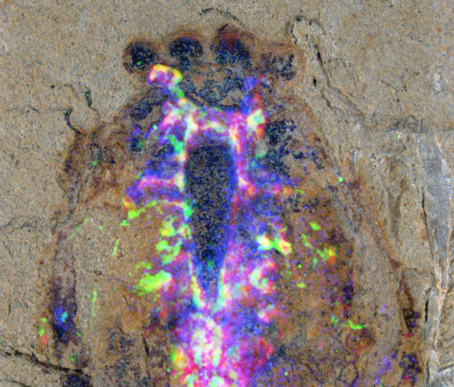 A close-up of the Alalcomenaeus fossil head region superimposed with colors from a microscopy imaging technique that shows the distribution of chemical elements in the fossil. Copper shows up as blue, iron as magenta and the CT scans as green. The coincidence of iron and CT denote nervous system. The ball-shaped structures at the top are two pairs of eyes. Image credit: N. Strausfeld et al./Univ. of Arizona.