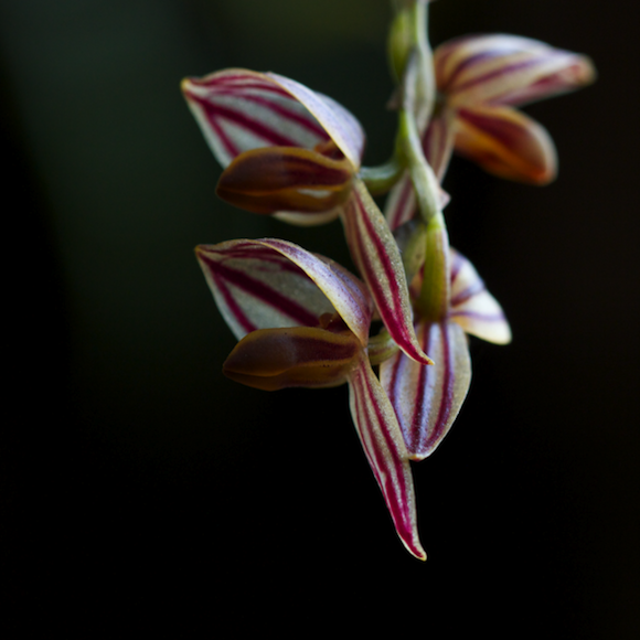 Pleurothallis-orchid