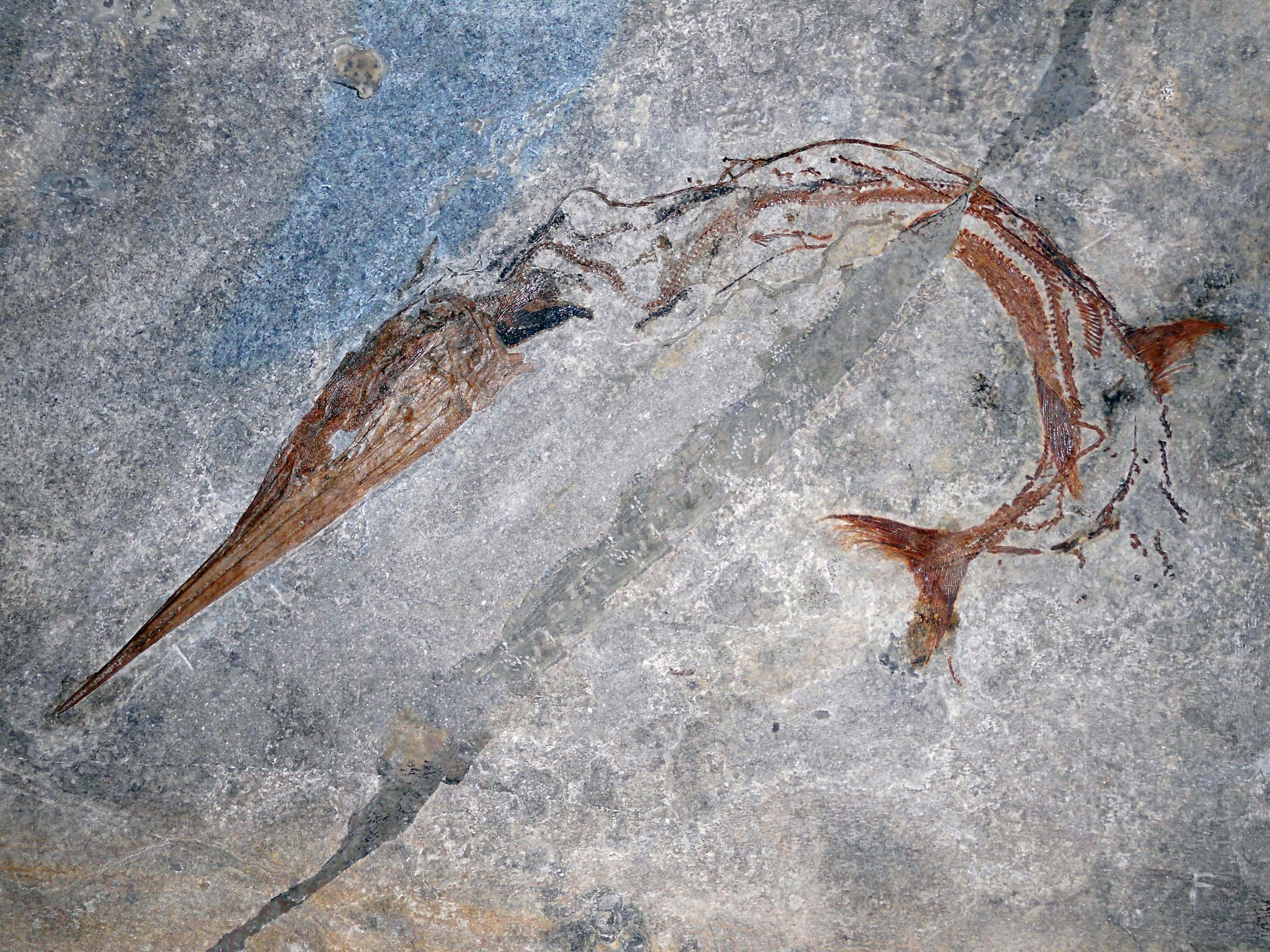 Unique spine found in 240-million-year-old fish fossil on EarthSky | Earth  | EarthSky