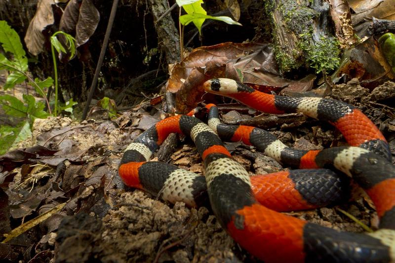 The false coral snake may have the vivid colors of venomous coral snakes, but not their toxic venom. It is one of the 19 snake species recorded in the survey. Image credit: Piotr Naskrecki.