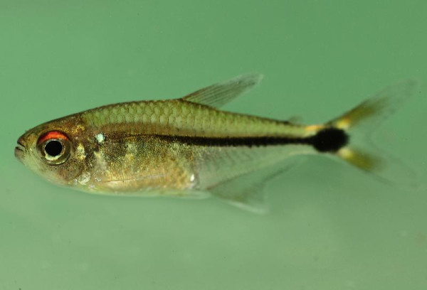 A possible new species, this fish resembles the head-and-tail-light tetras well known to freshwater aquarium hobbyists. It is among the eleven new species of fish discovered during the expedition. Scientists found a large and diverse population of fish during their survey, including big fish that are an important source of food for people. The upper watersheds of southeast Suriname, they think, may also be spawning sites for important migratory fish species. Image credit: Trond Larsen.