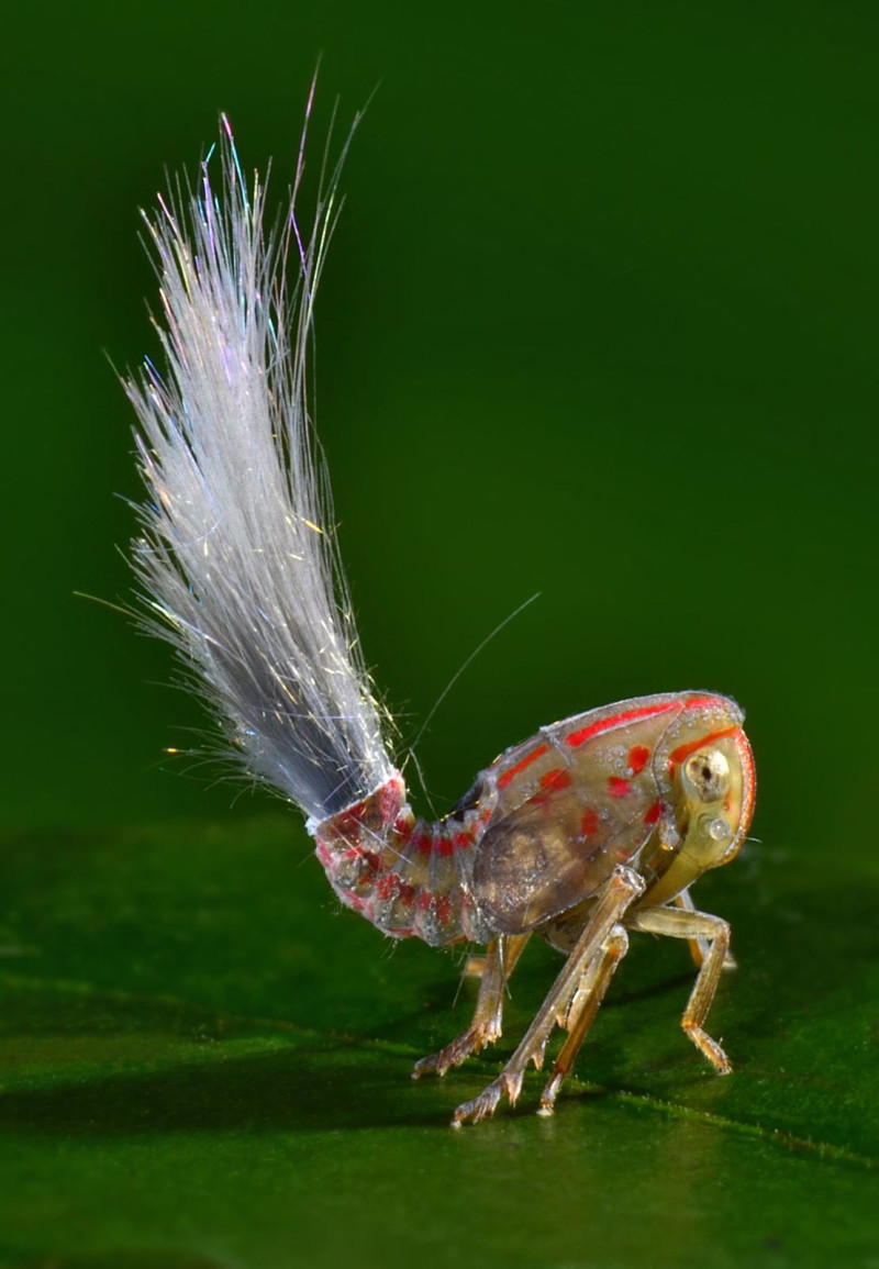 Planthoppers secrete a waxy substance from its abdomen, sometimes forming long strands that may help protect it from predators. This juvenile planthopper measures just two tenths of an inch. Image credit: Trond Larsen.