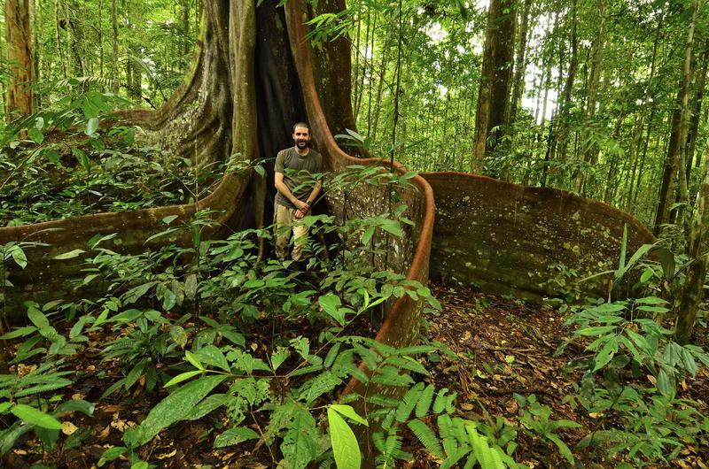 The purpleheart tree has one of the densest hardwood in the world. It has exceptionally large roots for support during violent storms and flood. In the photo is Trond Larsen of Conservation International. Image credit: Trond Larsen.