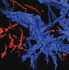 In a rock and metal sample created by Stanford scientists to mimic the make up of the early Earth mantle, drops of molten iron merge to form a network. In this X-ray tomography image of the sample, the channels labeled in blue are interconnected. Image credit: Crystal Shi