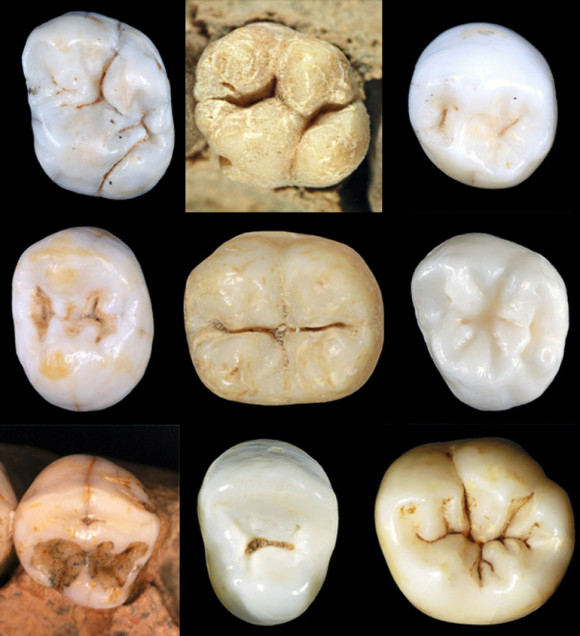 A new study of fossils of approximately 1,200 molars and premolars from 13 species or types of hominins—humans and human relatives and ancestors—found none of the hominins usually proposed as a common ancestor is a satisfactory match. (Credit: Aida Gómez-Robles)
