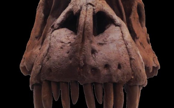 Skull of Lythronax. Image credit: Natural HIstory Museum of Utah