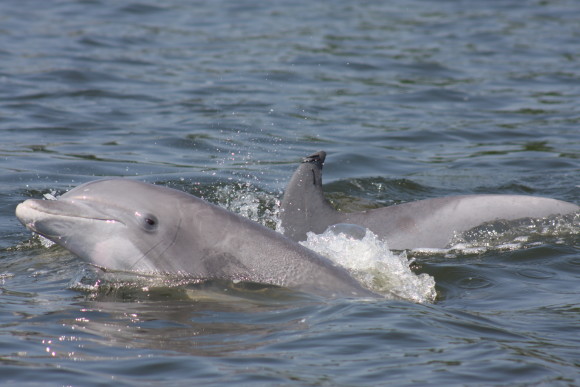 Bottlenose dolphins are suffering from a virus, along the U.S. east coast. Image via NOAA.