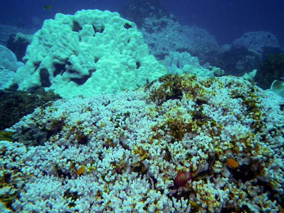 coral-bleaching-eakin-580