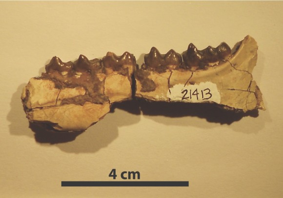 awbone fossil of the early horse Hyracotherium, collected in the Bighorn Basin region of Wyoming. Researchers found that Hyracotherium body size decreased 19 percent during a global warming event about 53 million years ago. Image credit: Abigail D'Ambrosia, University of New Hampshire