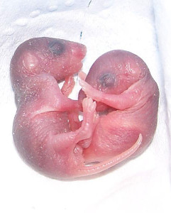Gaaaah!! Newborn mice aren't so cute either. Image: John Bessa.