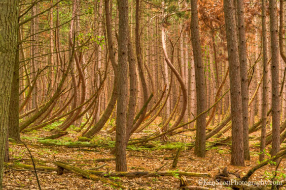 Ken Scott was hiking at the Sleeping Bear Dunes National Lakeshore, in Michigan, when he came upon these bent trees. Photo by Ken Scott. Used by permission.