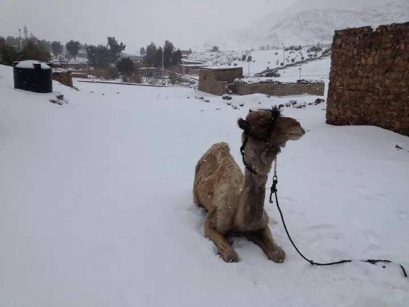 Camel in the snow in Sinai, Egypt on December 13, 2013. Image Credit: Saleh Mousa